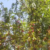 آلبالو  خوش رنگ  وباطعم