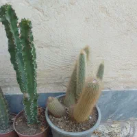 ۱۸ گلدان کاکتوس و خرفه یکجا
