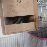 عروس هلندی با قفس کاسکو و جوجه|پرنده|کاشان, درب اصفهان|دیوار