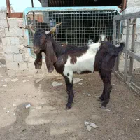 نر بز پاکستانی یکونیم ساله گله ایی
