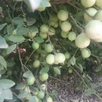 کارگر لیمو چین حرفه ای