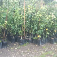 نهال مرکبات قیمت استثنایی|خدمات باغبانی و درختکاری|کومله, |دیوار