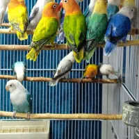 طوطی برزیلی در رنگ های خاص|پرنده|تهران, شهید فکوری|دیوار