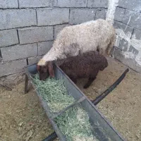 شک و بره داشتی