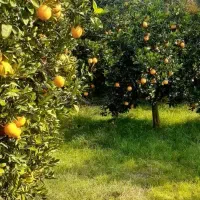 فروش-زمین