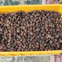فروش خرمایی آجیلی (ریزه خاصویی) وخرمای فله