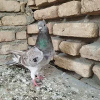 3 کبوتر پرشی