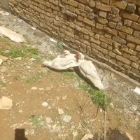 اردک اسرائیلی یا مسکویی