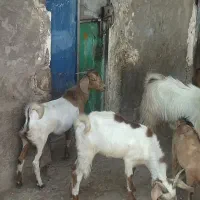 6 تا کهره چکل چاق پلم پلم