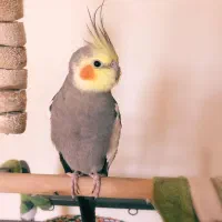 سه عدد عروس هلندی