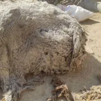 پشم گوسفند