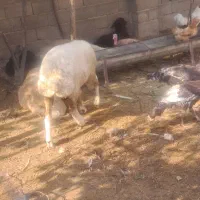 حیوانات