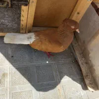 کفتر دم سفید سبز کاکلی خال