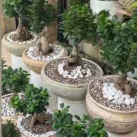 قرص کود گلدانی|گل و گیاه طبیعی|مینودشت, |دیوار