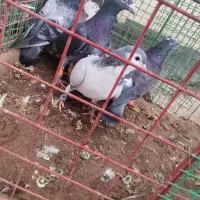 کبوتر پرشی|پرنده|فیروزه, |دیوار