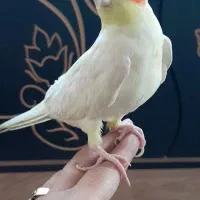 عروس هلندی سخنگو و کاملا دستی