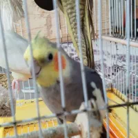 عروس. هلندی|پرنده|کوچصفهان, |دیوار