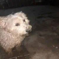 شیتزو|سگ|آبادان, |دیوار