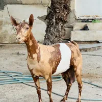 فروش یک عدد بز وارداتی اصل اصل