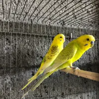 مرغ عشق همراه تخم و جوجه