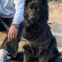 ژرمن بلک