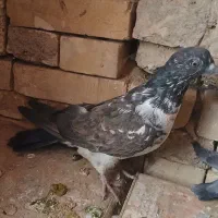 ۷ عدد کبوتر|پرنده|بروجن, |دیوار