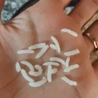 برنج کامفیروزی اصل