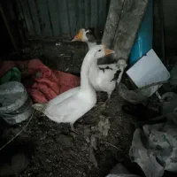 دو عدد قوغاز و46عددمرغ گلین