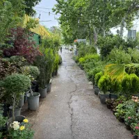 حراج واقعی گیاهان بیرونی ، درخت گل نهال