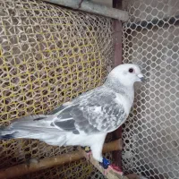 چهارعدد کفتر کرمونی
