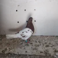 کفتر صید امری کله سرخ|پرنده|کاشمر, |دیوار