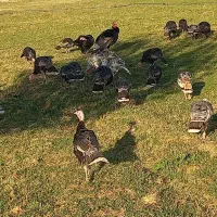 فروش 30عدد بوقلمون محلی|حیوانات مزرعه|پلدشت, |دیوار