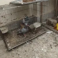 کفتر گمشده|حیوانات|مشهد, ولیعصر (شهرک غرب)|دیوار