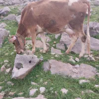 گاو و گوساله نر سمینتال