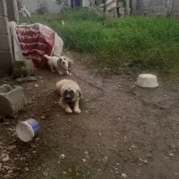 واگذاری