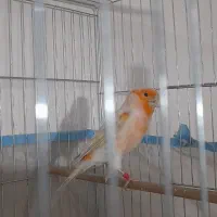 قناری موزائیکی مست