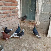 6عددقجله همه سالم وپروازی قیمت همه با هم 1200