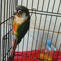 پرنده طوطی گرینچیک|پرنده|تهران, صادقیه|دیوار