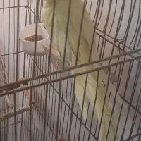 عروس هلندی ماده|پرنده|امیدیه, |دیوار