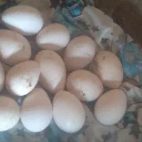 تخم بوقلمون  تازه اصل برنز