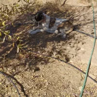 واگذاری سگ گله|سگ|صائین قلعه, |دیوار