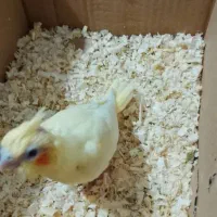 گم شده درمحدوده طولاشحرک گلزار