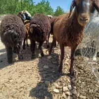 بره نر