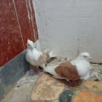 کفتر سالم و سرحال
