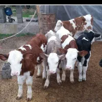 دام|حیوانات مزرعه|نظرآباد, شهرک فرهنگیان|دیوار