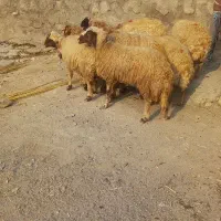 ۸ عدت میش داشتی درج یک پنج تا ازشون شک