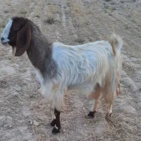 فروش کهره نر  تیشتر   قصر جوان چاق