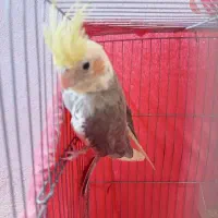 زیبای هلندی عروس هلندی سخنگو|پرنده|سراب, |دیوار