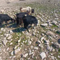 بزغاله|حیوانات مزرعه|اندیمشک, |دیوار