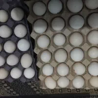 تخم مرغ نطفه دارسلطان